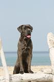 CANE CORSO 238